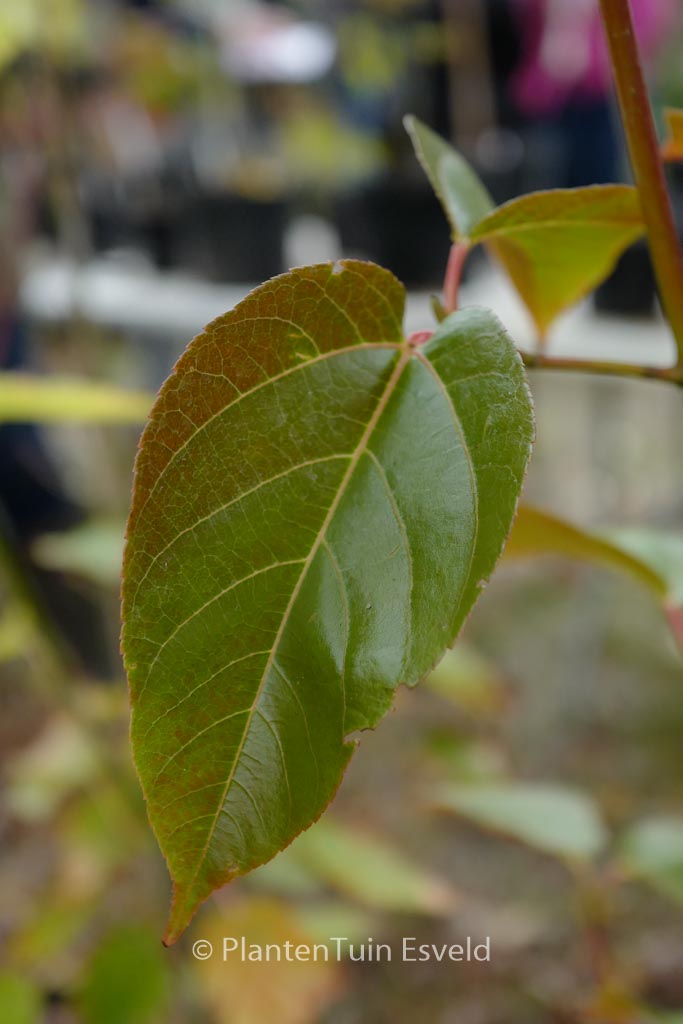 Acer sikkimense