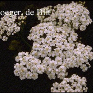 Achillea millefolium 'White Beauty'