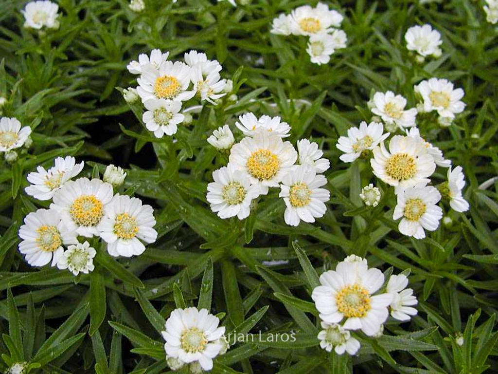 Achillea ptarmica 'Nana Compacta'