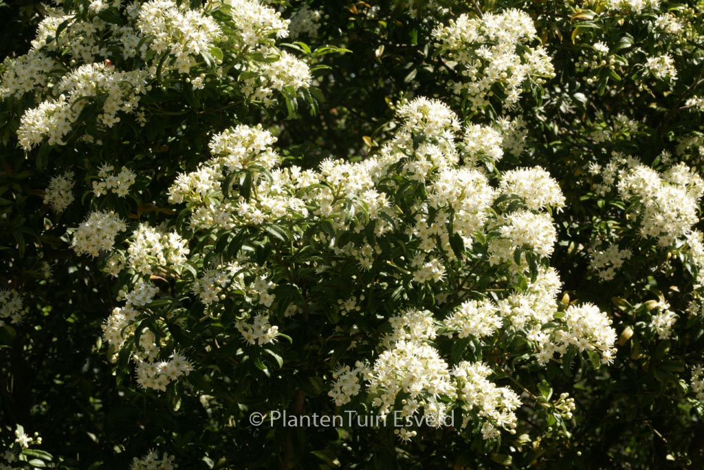 Acradenia frankliniae