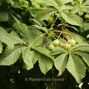 Aesculus hippocastanum