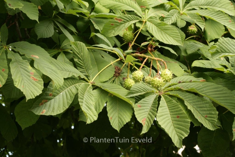 Aesculus hippocastanum