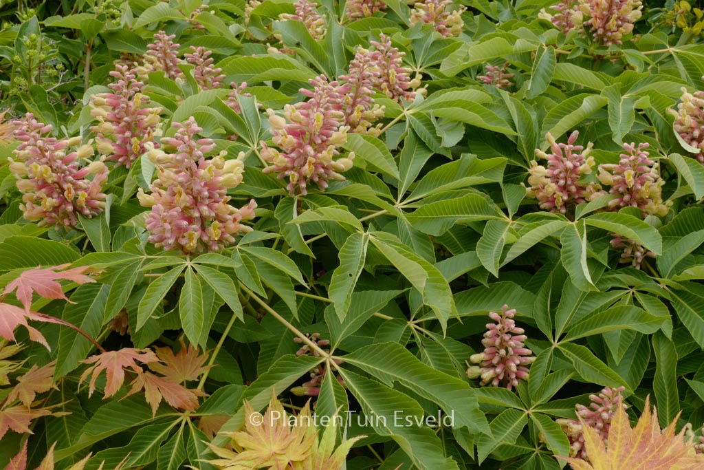 Aesculus pavia 'Koehnei'