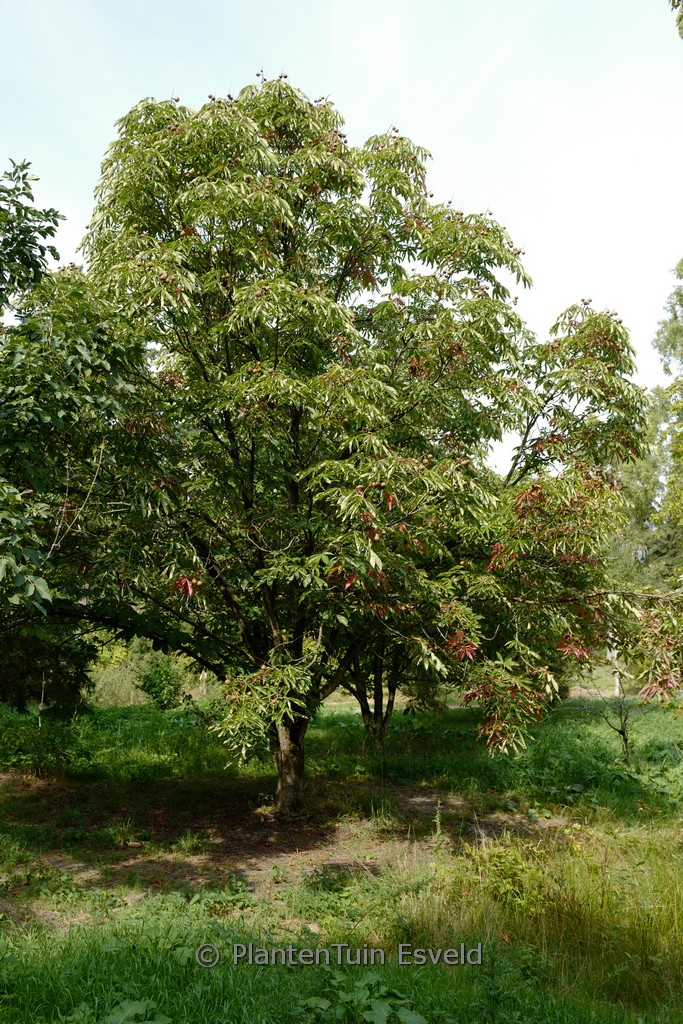 Aesculus turbinata