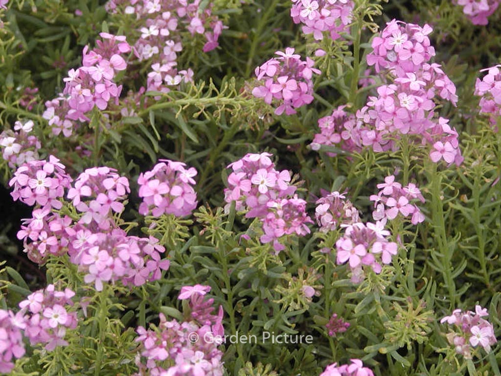 Aethionema armenum 'Warley Rose'