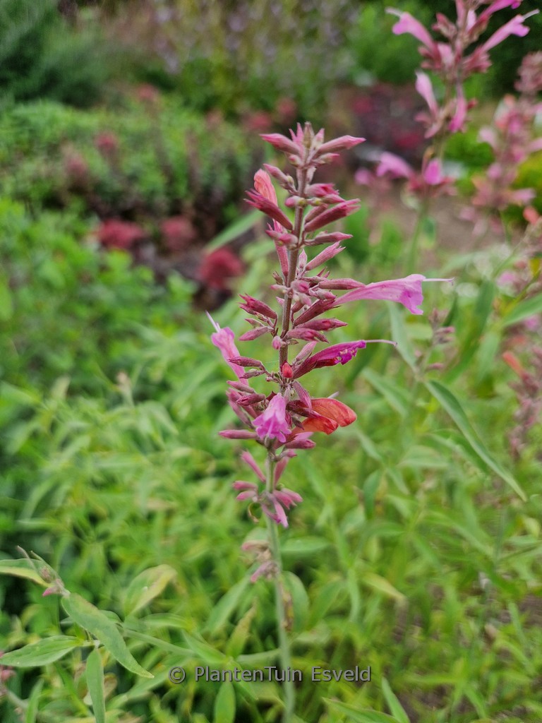 Agastache mexicana 'Duet'