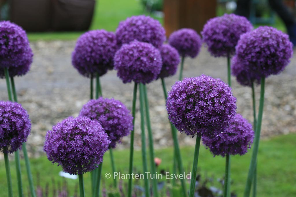 Allium 'Ambassador'