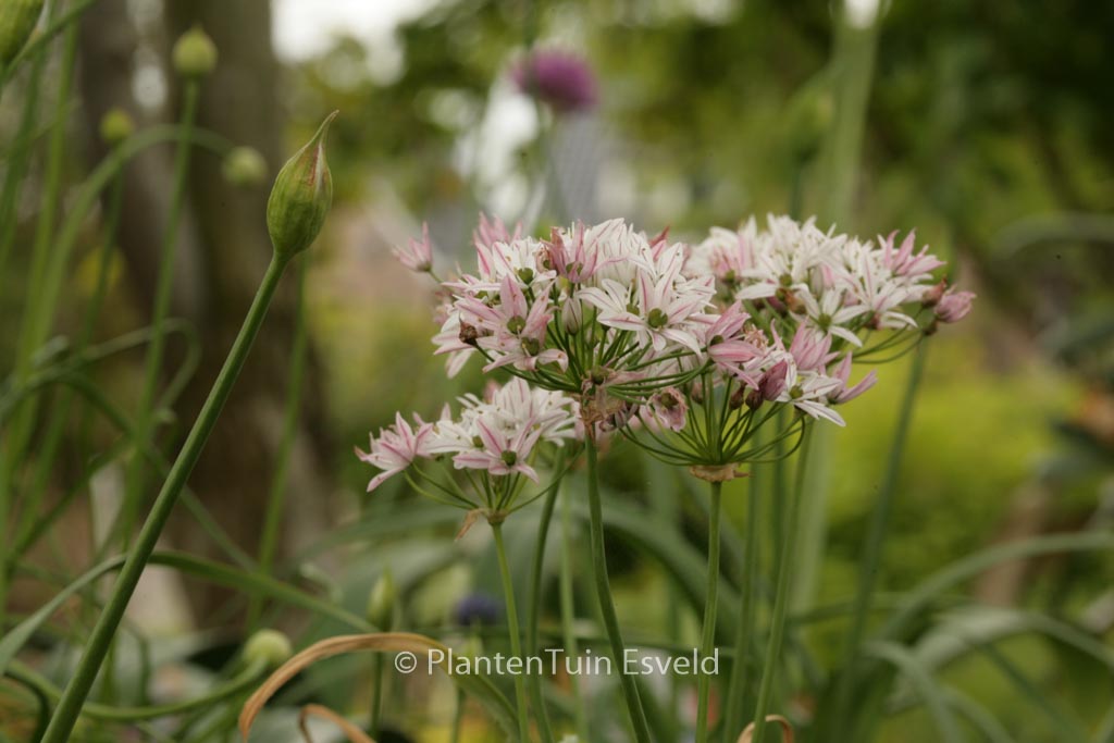 Allium 'Cameleon'