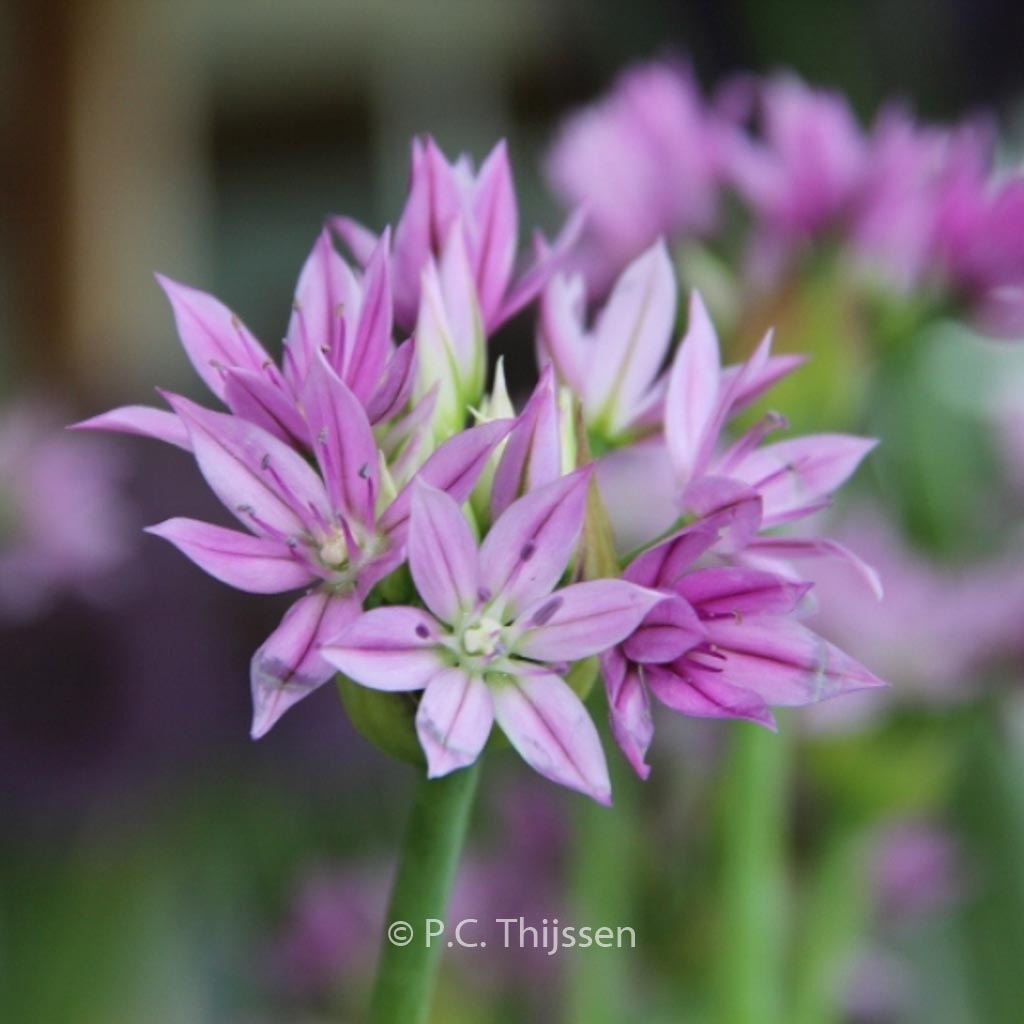 Allium 'Eros'
