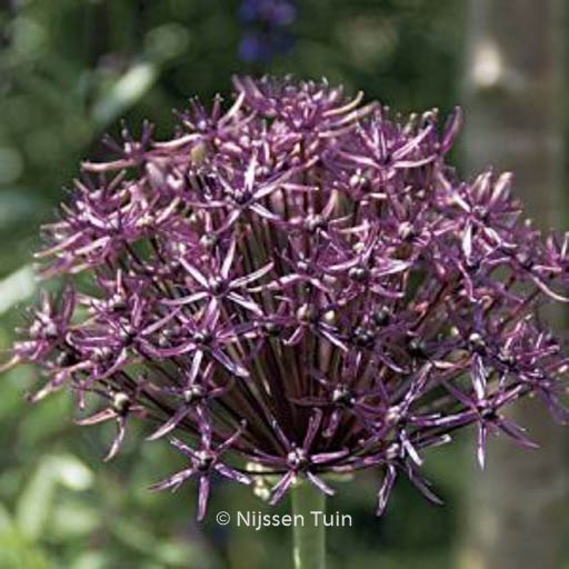 Allium 'Firmament'
