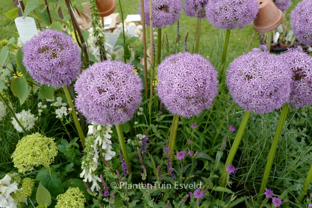 Allium 'Globemaster'