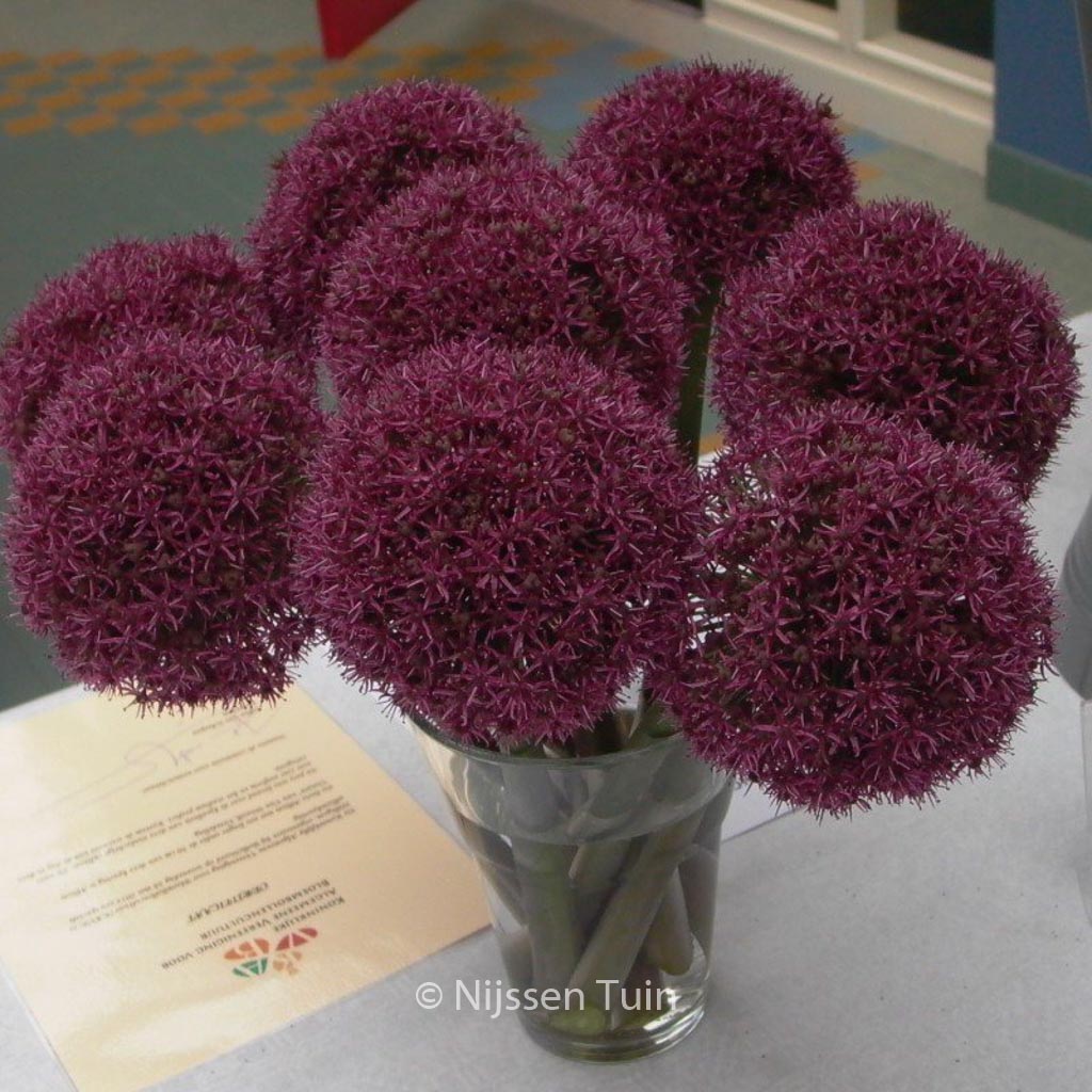Allium 'Ostara'