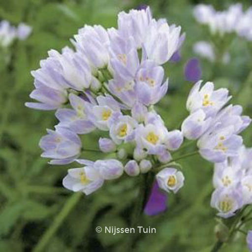 Allium roseum var. roseum