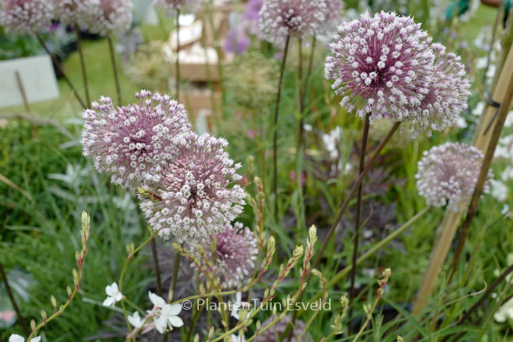 Allium 'Summer Drummer'