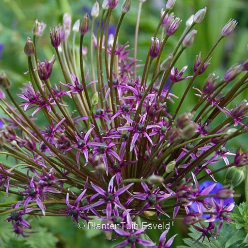 Allium 'Toabago'