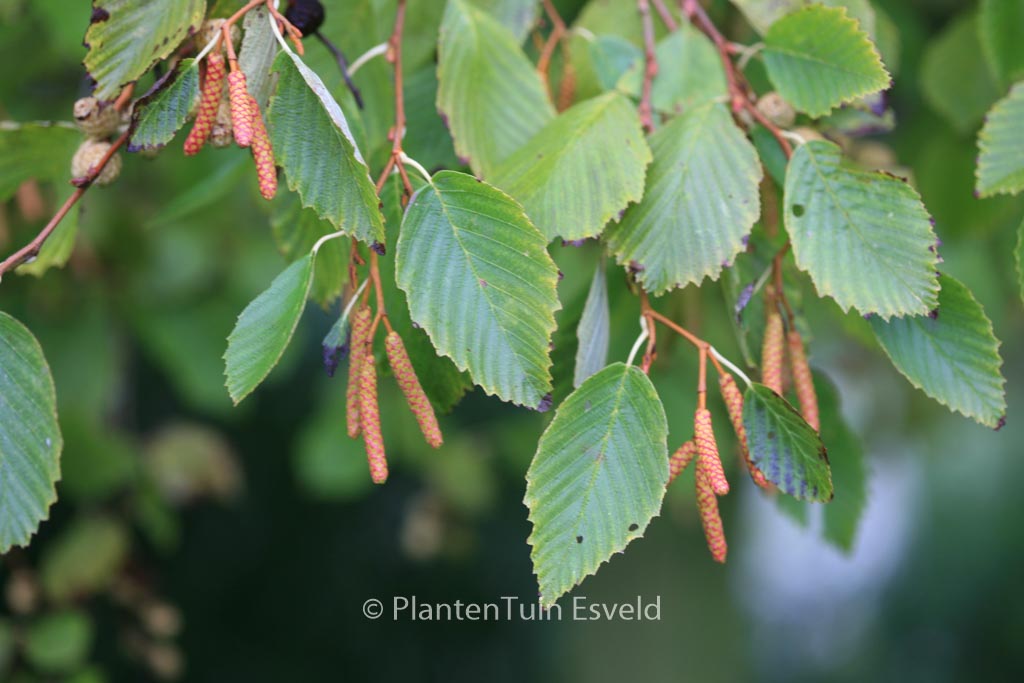 Alnus incana 'Aurea'