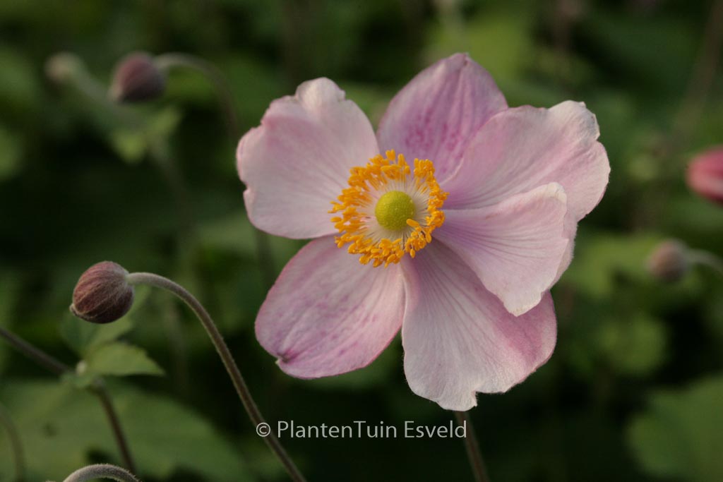 Anemone hupehensis 'Little Princess'