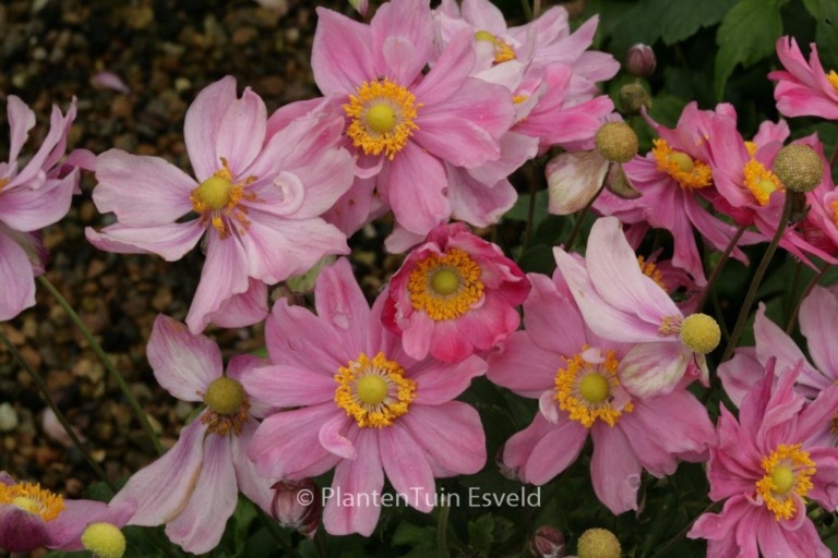 Anemone hupehensis 'Pretty Lady Emily'