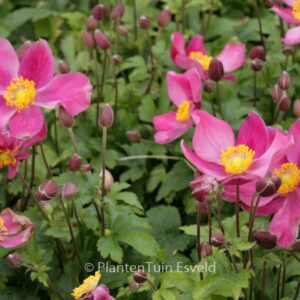 Anemone hupehensis 'Red Riding Hood' (FANTASY RED RIDING HOOD)