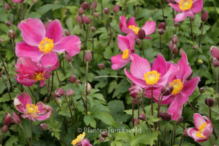 Anemone hupehensis 'Red Riding Hood' (FANTASY RED RIDING HOOD)
