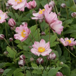Anemone hybrida 'Pocahontas' (FANTASY)
