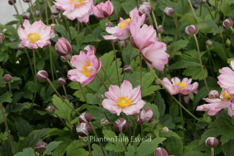 Anemone hybrida 'Pocahontas' (FANTASY)