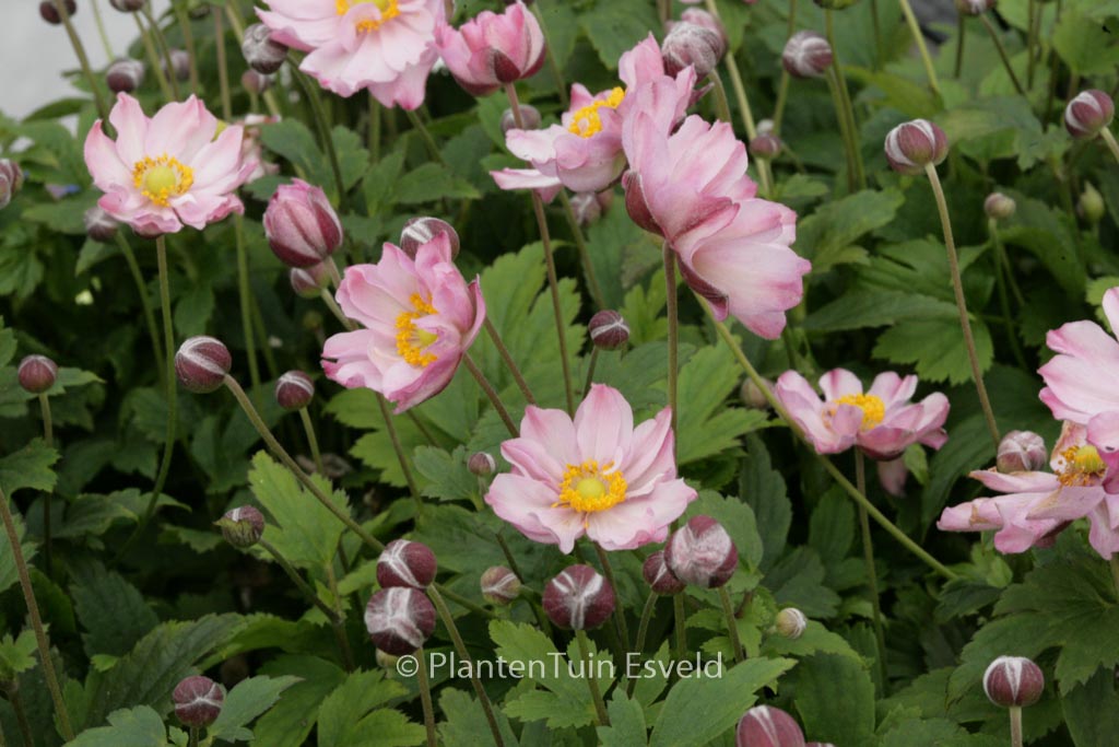 Anemone hybrida 'Pocahontas' (FANTASY)