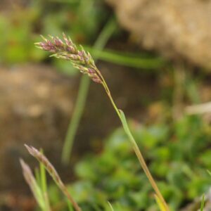 Anthoxanthum odoratum