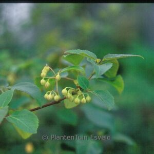 Aristotelia chilensis