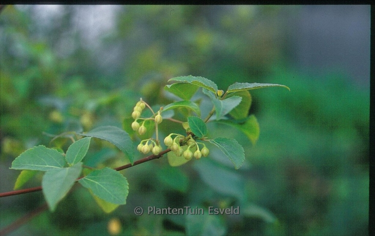 Aristotelia chilensis