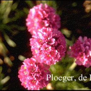 Armeria maritima 'Duesseldorfer Stolz'