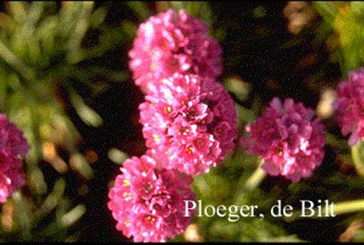 Armeria maritima 'Duesseldorfer Stolz'