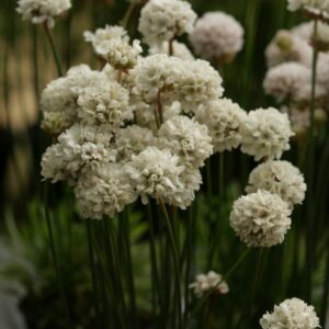 Armeria pseudarmeria 'Ballerina White'