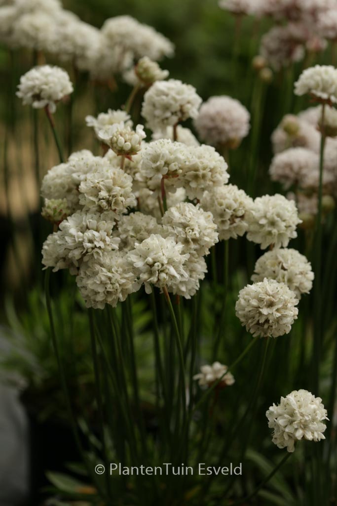 Armeria pseudarmeria 'Ballerina White'