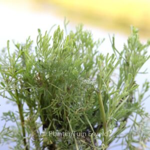 Artemisia abrotanum 'Coca Cola'