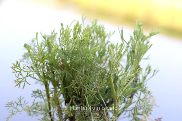 Artemisia abrotanum 'Coca Cola'