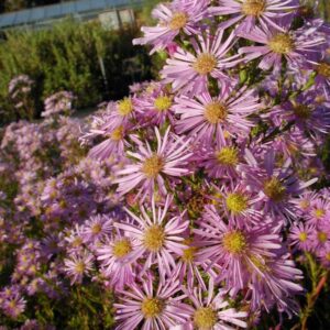 Aster ericoides 'Pink Cloud'