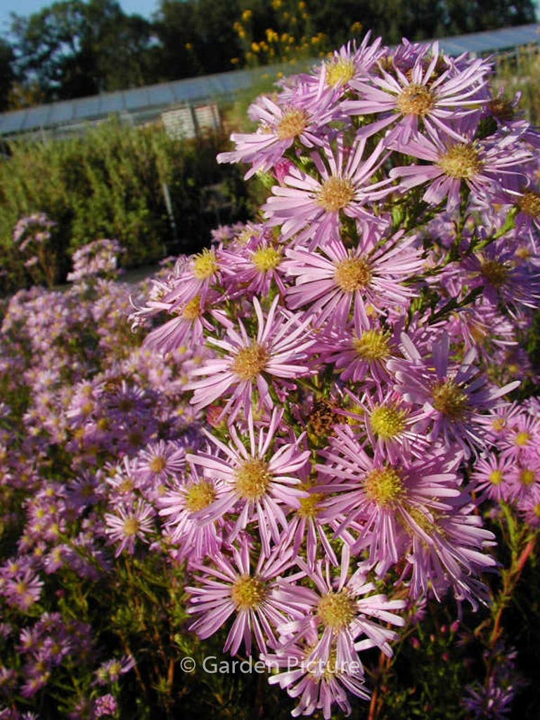 Aster ericoides 'Pink Cloud'