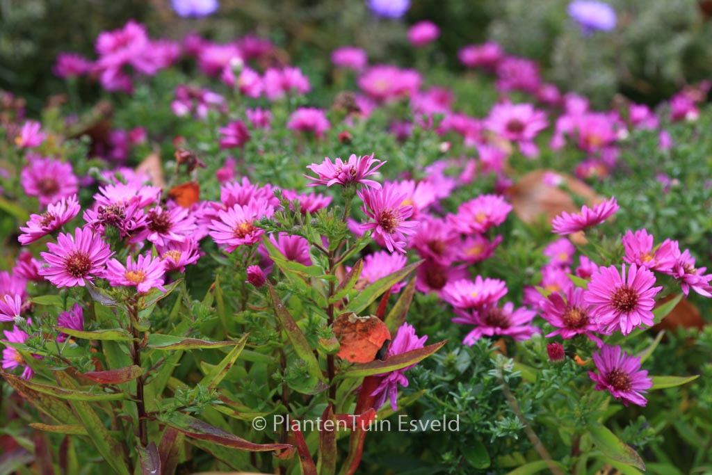 Aster 'Jenny'
