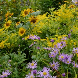 Aster 'Professor Anton Kippenberg'