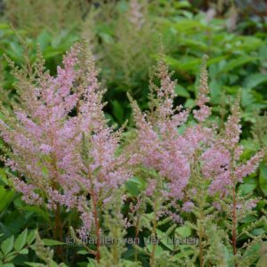 Astilbe 'Younique Silvery Pink'