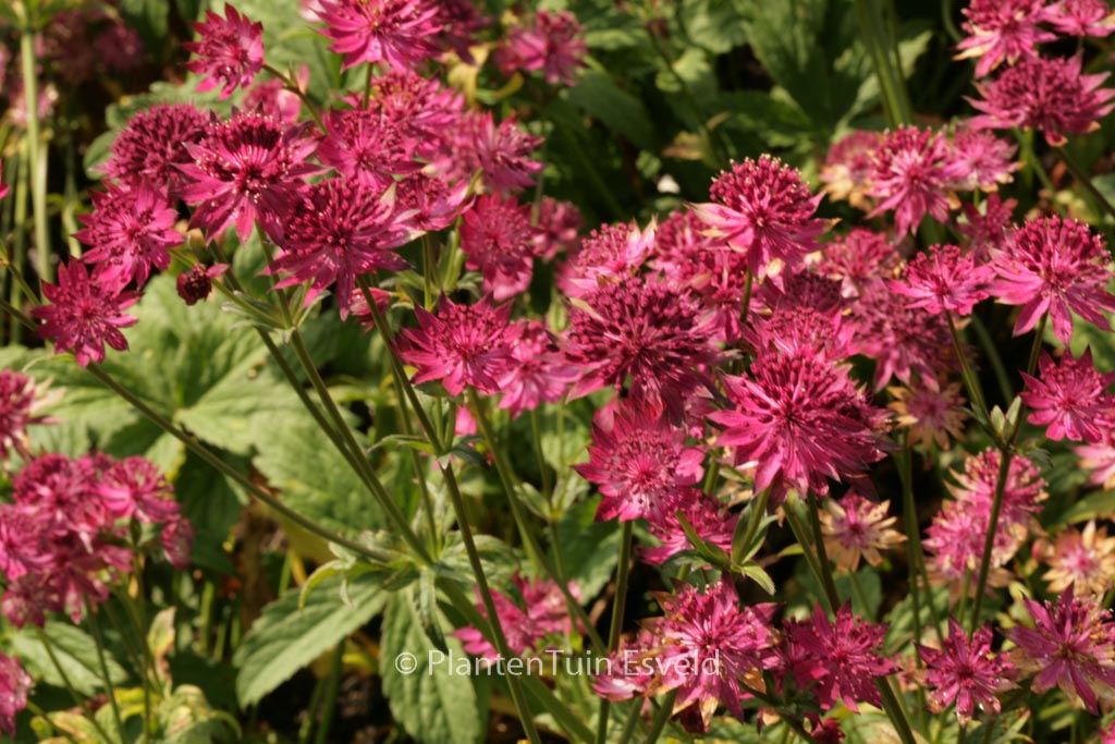 Astrantia major 'Claret'