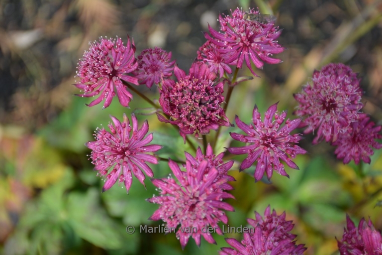 Astrantia major 'Sparkling Stars Red'