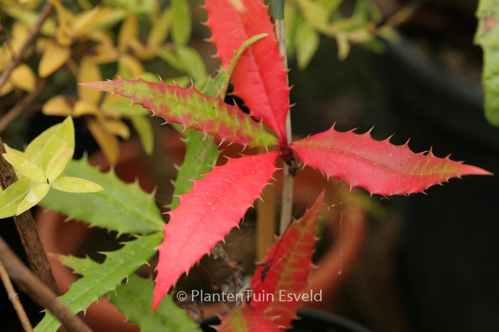 Berberis insignis