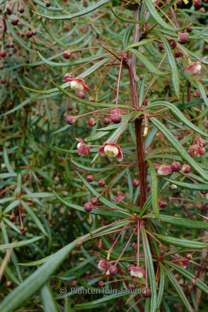 Berberis triacanthophora 'Cally Rose'