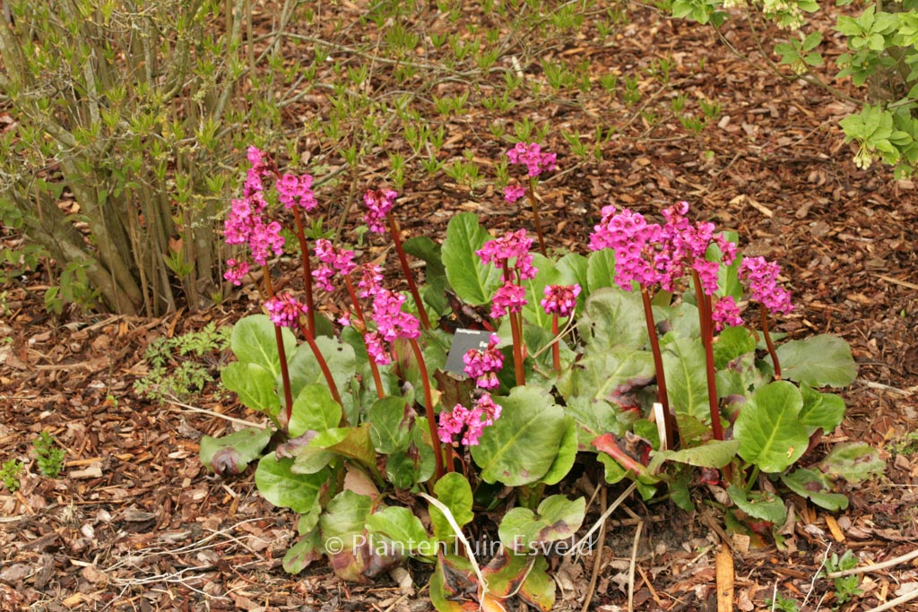 Bergenia cordifolia 'Eroica'