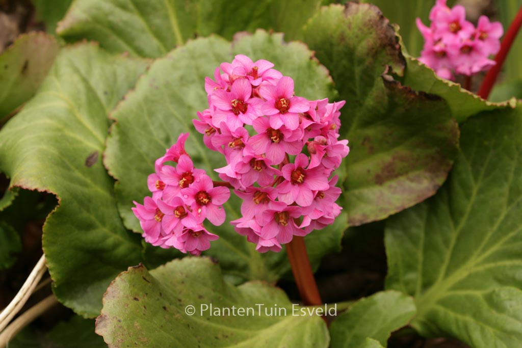 Bergenia 'Morgenrote'