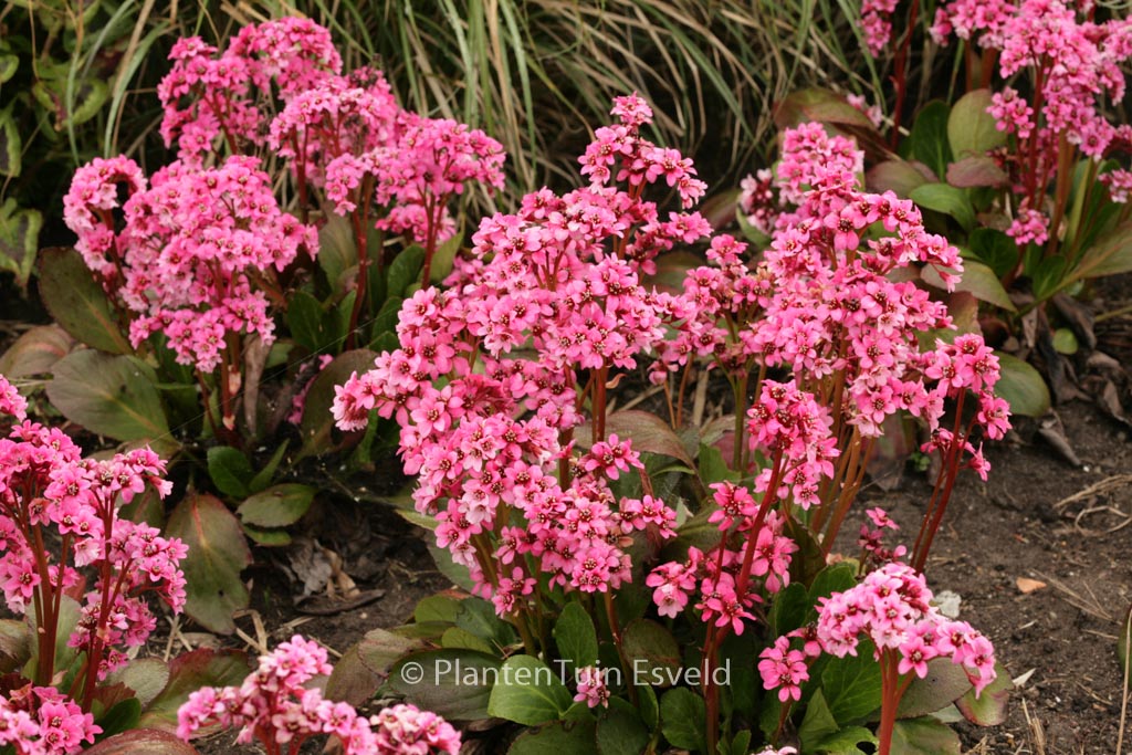 Bergenia 'Pink Dragonfly'