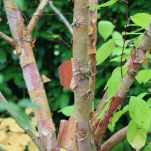 Betula albosinensis 'Ness'