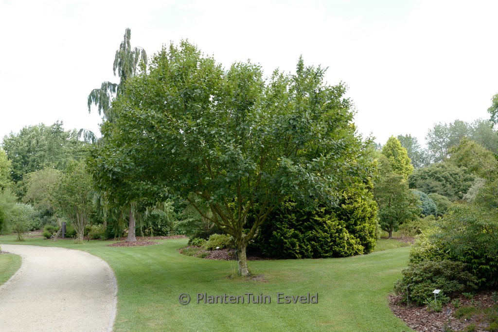 Betula medwediewii 'Gold Bark'